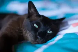 Kot tonkijski czarny – unikalne cechy i pielęgnacja tej rasy