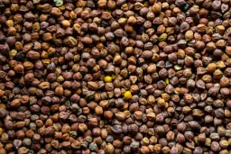 Grain na gram: precyzyjna konwersja jednostek masy dla Ciebie