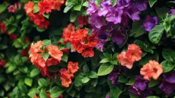 Kwiaty czerwone i fioletowe: 9 krzewów do ogrodu