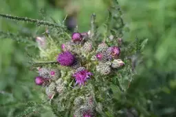 Chwast zbożowy o purpurowych kwiatach – jak go zidentyfikować i kontrolować