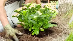 Jak prawidłowo sadzić hortensje w ogrodzie, aby uniknąć błędów i cieszyć się pięknem