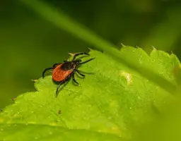 Skuteczne sposoby na to, co odstraszy kleszcze i ochroni przed ugryzieniami