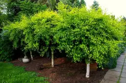 Jaka brzoza do ogrodu? Wybierz najlepsze gatunki dla swojego miejsca