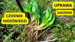 Kiedy sadzić czosnek niedźwiedzi? Najlepszy czas i metody uprawy