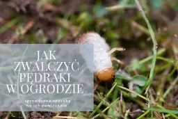 Skuteczne sposoby na pędraki w ogrodzie – jak je zwalczyć i zapobiec zniszczeniom