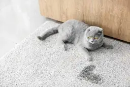 Jak oduczyć kota sikania na kanapę - skuteczne metody i porady