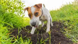 Kiedy u szczeniaka pojawia się popęd seksualny? Objawy i rozwiązania problemów