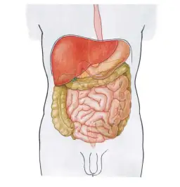Wątroba - lokalizacja i funkcje pełnione przez narząd