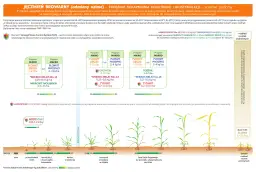 Poznaj wszystkie fazy rozwojowe jęczmienia ozimego i zaplanuj ochronę upraw