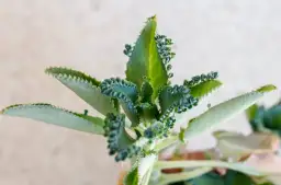 Jak zrobić sok z żyworódki na spirytusie - prosta receptura i zastosowania