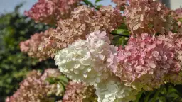 Kiedy przesadzać hortensje ogrodowe, aby uniknąć błędów i poprawić wzrost