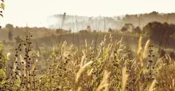 Gdzie znaleźć najnowsze informacje o cenach pszenicy? Poradnik