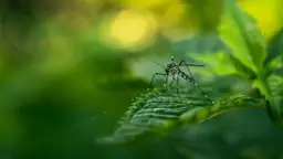 Ile żyje komar: Średnia długość życia komara