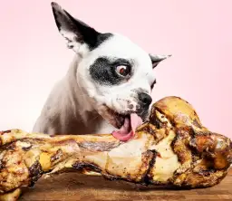 Kości z kaczki mogą zaszkodzić Twojemu psu - poznaj zagrożenia i fakty