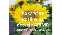 Gdzie sprzedać kwiaty słonecznika? Sprawdź najlepsze opcje sprzedaży