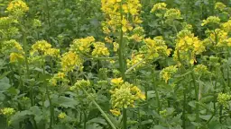 Jak kwitnie gorczyca? Odkryj tajemnice jej pięknych kwiatów
