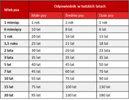 Jak prawidłowo liczyć wiek szczeniaka w dniach i miesiącach - kompletny poradnik