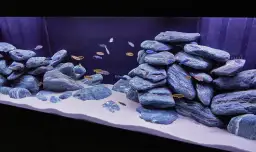 Jak prawidłowo ułożyć kamienie w akwarium: poradnik akwarysty