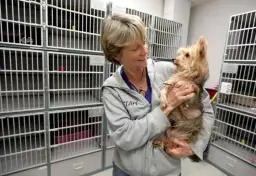 Czy można oddać szczeniaki do schroniska? Procedury, konsekwencje i alternatywy