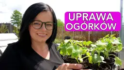 Jak sadzić ogórki w doniczkach, aby uniknąć najczęstszych błędów