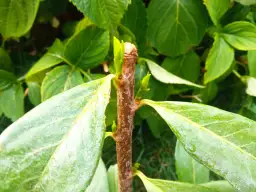 Jak przycinać laurowiśnię, by uniknąć błędów i cieszyć się zdrowiem rośliny