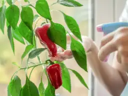 Jak sadzić paprykę w doniczce – uniknij najczęstszych błędów