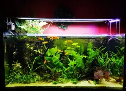 Gupiki: Jaka temperatura wody zapewni zdrowie i długowieczność?