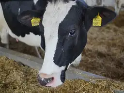 Jak zamówić kolczyki dla bydła przez irzplus - krok po kroku bez problemów