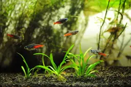 Jakie akwarium dla neonów? Odpowiednie warunki i porady