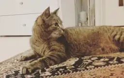 Ile kosztuje odrobaczanie kota? Sprawdź, jak uniknąć wysokich kosztów u weterynarza