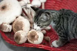 Czy koty mogą jeść pieczarki? Odkryj niebezpieczeństwa dla zdrowia