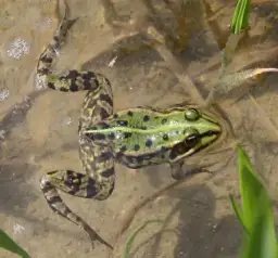 Wie alt werden frösche im teich? Überraschende Fakten zur Lebensdauer