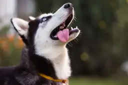 Pies husky wady i zalety - co musisz wiedzieć przed zakupem szczeniaka