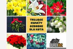 Czy hiacynt jest trujący dla kota: poznaj objawy zatrucia i jak pomóc pupilowi