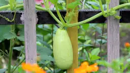 Cukinia obok czego sadzić, aby uzyskać lepsze plony i zdrowie roślin