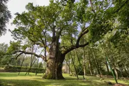 Ile lat ma dąb Bartek? Poznaj wiek i sekrety najstarszego drzewa w Polsce