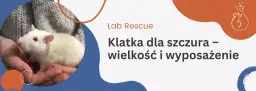 Najlepsza klatka dla szczura – uniknij najczęstszych błędów przy wyborze