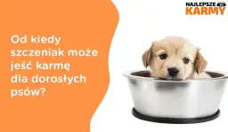 Czy szczeniak może jeść karmę dla dorosłych psów? Poznaj zagrożenia