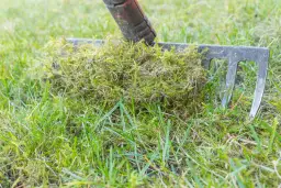Skuteczne sposoby na zwalczenie mchu w trawniku - porady z forum