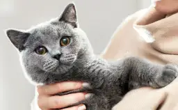 Jak oduczyć kota znaczenia terenu i uniknąć stresu zwierzaka