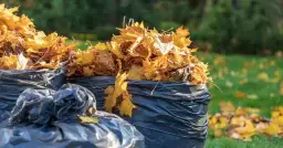 Czy można palić liście w ogrodzie? Przepisy, zagrożenia i ekologiczne alternatywy