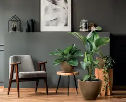 Skrzydłokwiat jaka doniczka – wybierz idealną dla zdrowego wzrostu