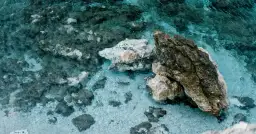 Filmy o delfinach: czy zmieniają nasze podejście do oceanów?