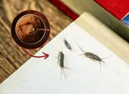 Jak się pozbyć rybików z mieszkania? Skuteczne metody i porady