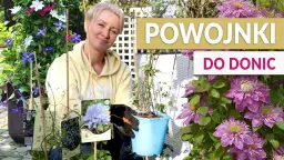 Jak sadzić powojniki w donicach, by uniknąć najczęstszych błędów