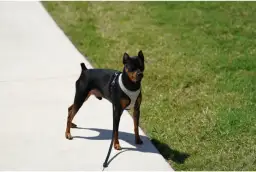 Objawy zapalenia napletka u psa – jak je rozpoznać i leczyć