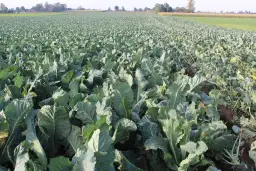 Jakie nawozy pod kalafior? Odkryj sekrety skutecznego nawożenia