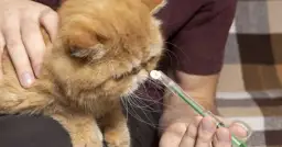 Jak podać kotu tabletkę na odrobaczanie bez stresu i problemów