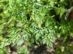 Trujące chwasty: jak je rozpoznać i unikać niebezpieczeństw