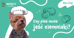 Czy pies może jeść ziemniaki - poznaj zasady bezpiecznego karmienia
